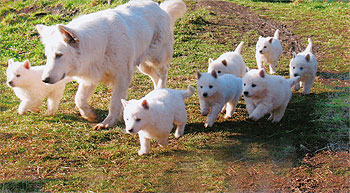 Witte Zwitserse Herdershond teef met puppies