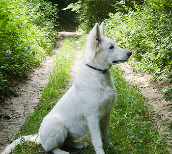Witte Zwitserse Herdershond puppy