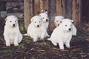 Puppies Witte Schepers
